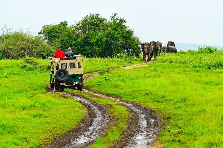 Minneriya Safari Game Drive from Kandy - Photo 1 of 10